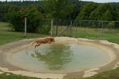 camp creek farm kennel concrete pond